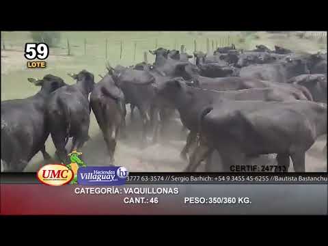 Lote 46 Vaquillonas en Pirané, Formosa
