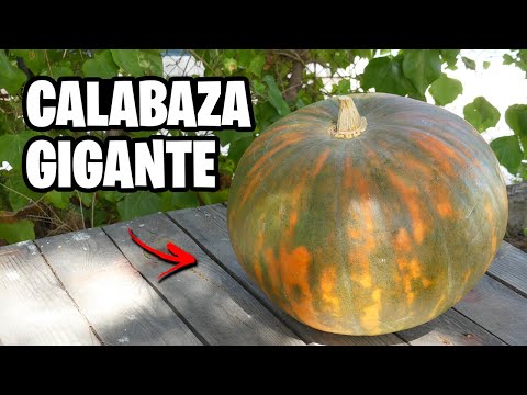 , title : 'Como Cultivar CALABAZA GIGANTE!! Guía completa con Trucos y Consejos | La Huerta de Ivan'