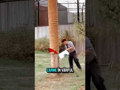 Nu Fa Asta Daca Vezi Un Tigru