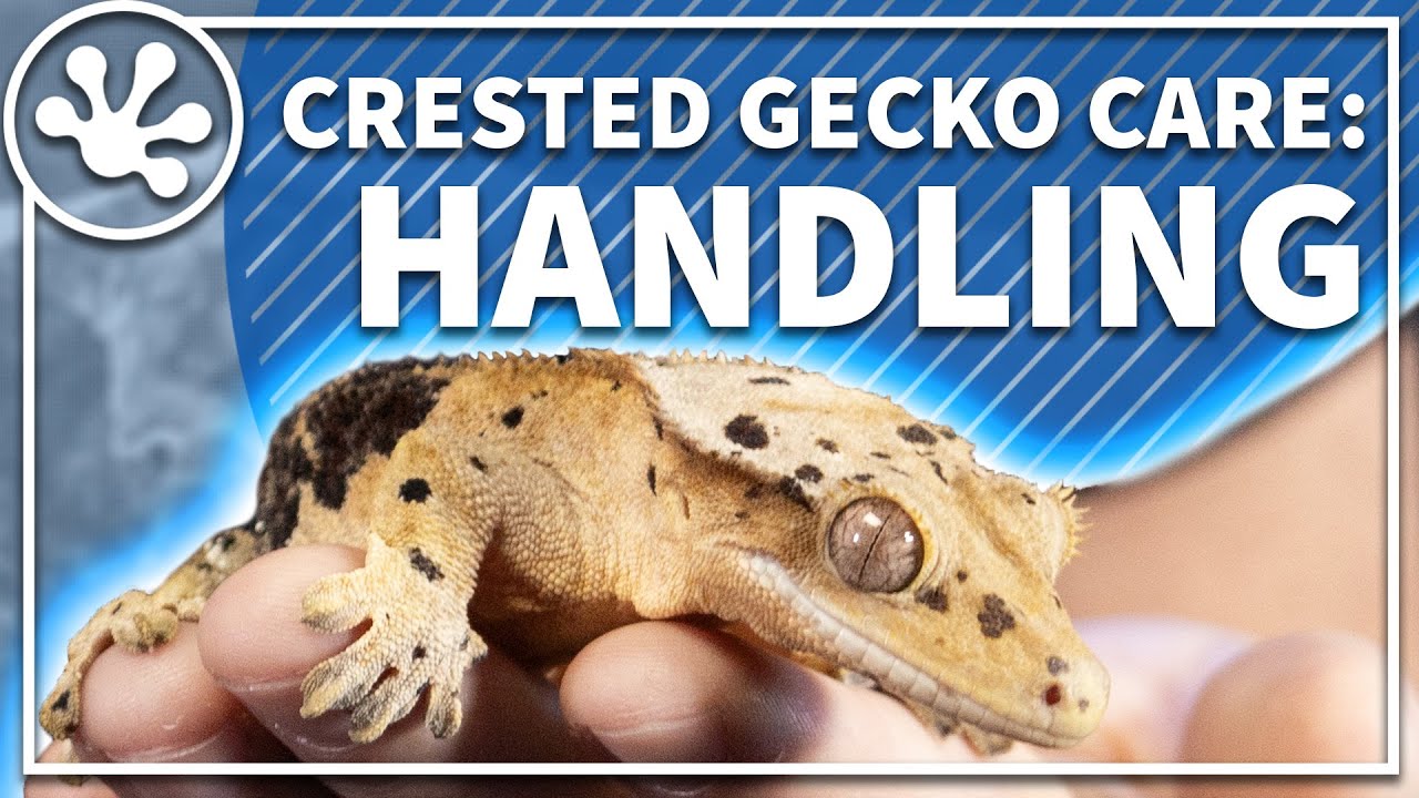Crested Gecko Care Guide: Handling your Gecko and Crestie Body Language