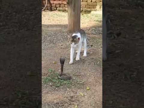 Fight with snakes #shorts #video #viral  #toutubeshort  #tranding