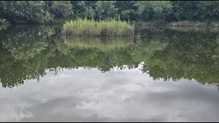 Carrasco Ranch is live Feeding Big Catfish