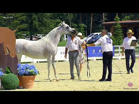 N.46 MONNA ROSE CHANDRA - Milan 2020 Arabian Horse Show - Mares 10+ Years Old (Class 9)