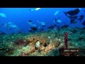 Natures wonders: Coral reefs in HD - YouTube