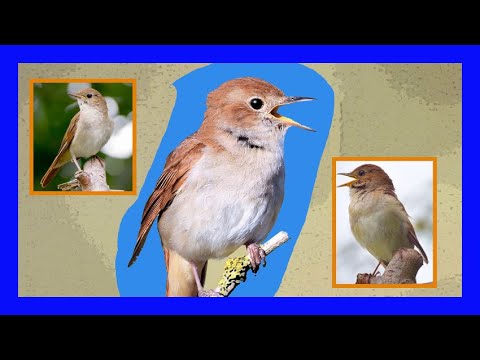 Common Nightingale Bird Song, Call, Chirp, Melody - Ruiseñor Canto - Luscinia Megarhynchos