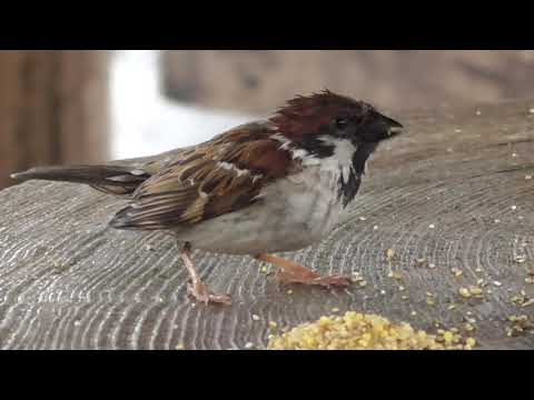 餌を貰いに来るすずめ達 20210429pm 10（今日も雨）