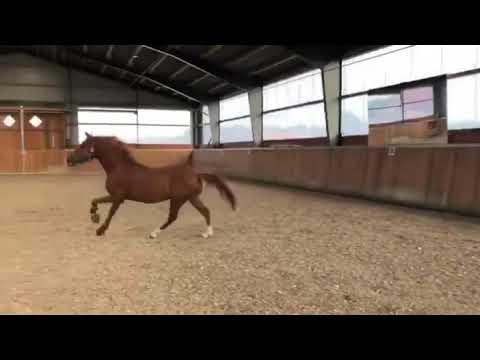 Dressurpony 3-jähriger Hengst