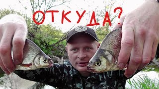 Какая рыба клюет на ручейника