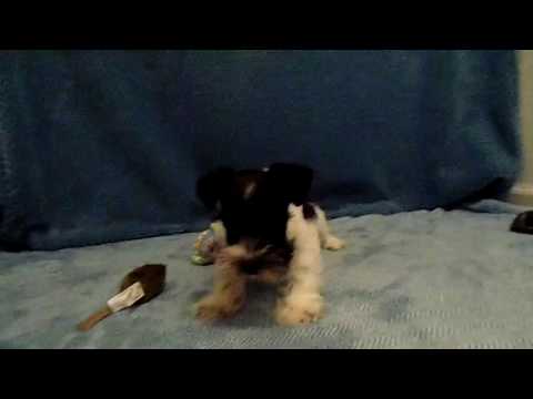 Colby 01 11 17 video