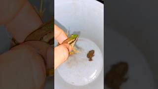 Froggy fun fun | catch a green frog for fun | boing funny frogs | Tep longheng funny frog