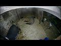 Horse Sven Lays Down In His Stall And Cracks Off 30 Second Epic Fart
