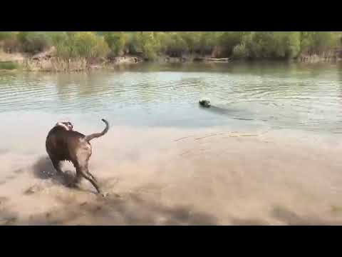 Pala and Zeyna are swimming in the lake part 2 (Pitbull Bluenose XXL)