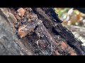 Termites Hiding in Discarded Lumber in Long Branch, NJ