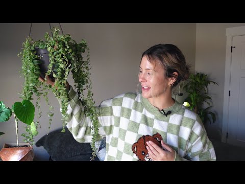 , title : 'Houseplant Care Day - NEW Plants, Repotting Indoor Plants, & Making a Unique Trellis for Plants'