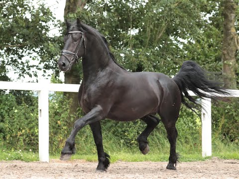 Stal Okkema's Igram - Rommert x Tsjalle - stallion - 2018 -