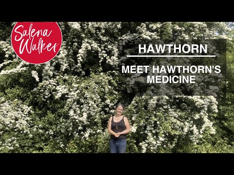 Meet Hawthorn's Medicine