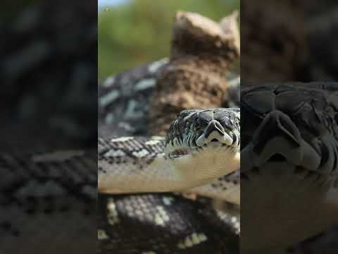 🐍 All About Snakes • A QUICK Guide 📗 | Curious Corner.