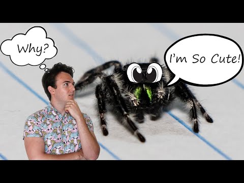 Why Are Jumping Spiders So Cute