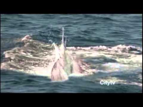 Brilliant CGI fishing scene