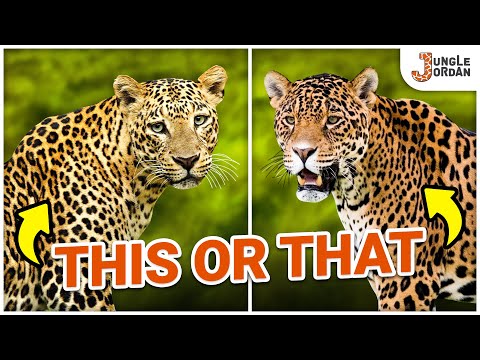 Leopard vs Jaguar | What's the Difference?