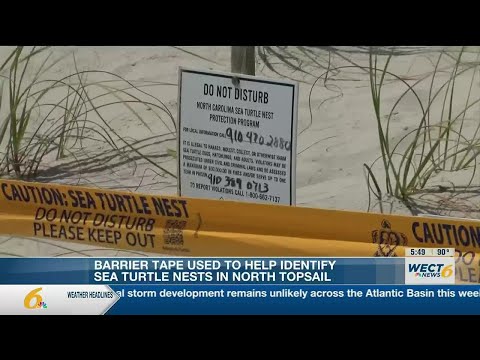 Barrier tape used to help identify sea turtle nests in North Topsail