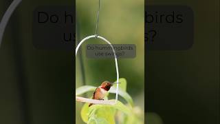 Download lagu Buat ayunan burung kolibri sendiri! mp3