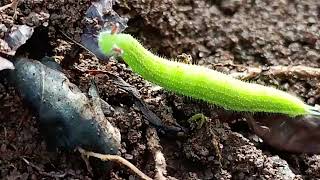 Phát hiện con sâu lạ có sừng là đây