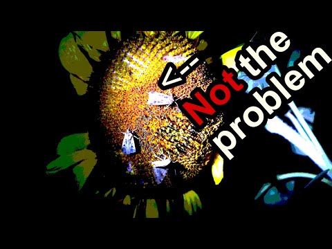 The Pesky Sunflower Moth | How It Affects Seed Production & Natural Pest Control Solutions