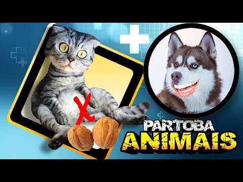 🐶 🐱 ParTOBA Animais 2