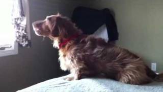 Theodore barks @ the World