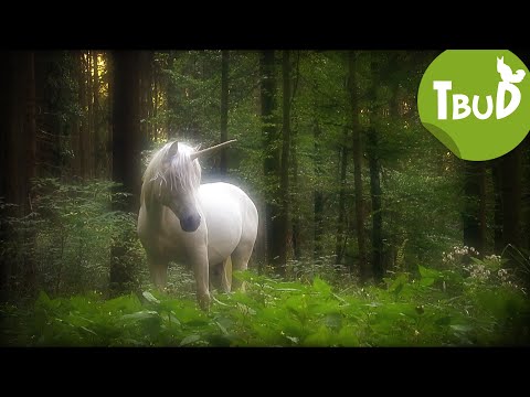 The Legend of Waldau (Episode 39) | Animals up to the roof
