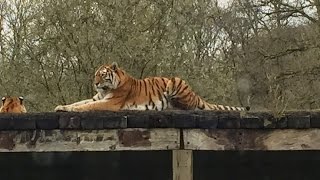 preview picture of video 'Longleat Safari & Adventure Park'