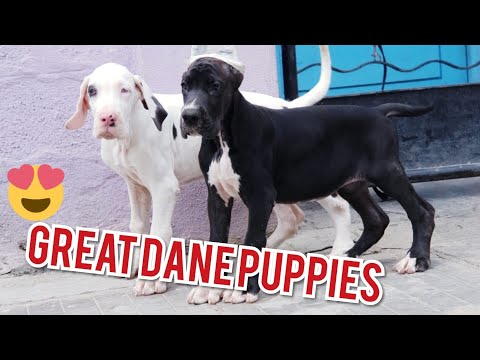 download lagu mp3 mp4 European Great Dane Breeders, download lagu European Great Dane Breeders gratis, unduh video klip European Great Dane Breeders