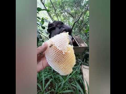 Пчеловодство.Пчеловодство Индонезии остров Ява.Пересадка роя в улей. #Пчеловодство #Пчёлы #Shorts