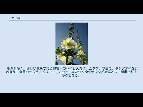 アオイ科の植物