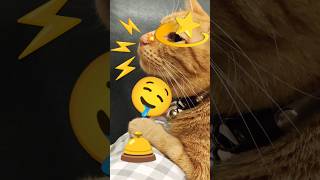 2026/6/5_97 貪鼻聞SV #橘ひなの #橘貓 #橘猫 #貓咪日常 #cat #cute #貓貓日常 #貓貓 #可愛い猫 #貓咪
