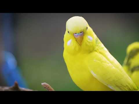 Epic 3 Hour Budgie Sound Journey Thrills for Lonely Birds!