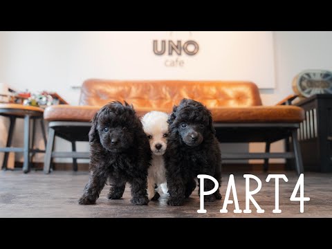 【成長記録Part4】#トイプードル生活#宇野昌磨#宇野樹#Uno1ワンチャンネル#フィギュアスケート