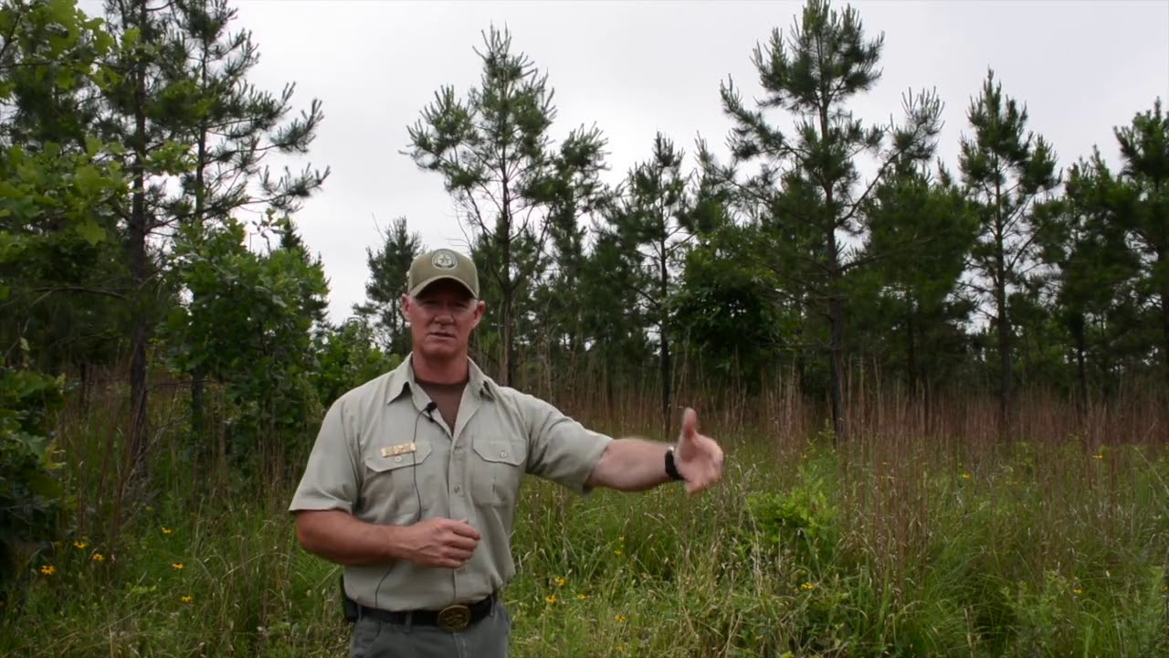 Reestablishment and prescribed fire in the shortleaf pine ecosystem