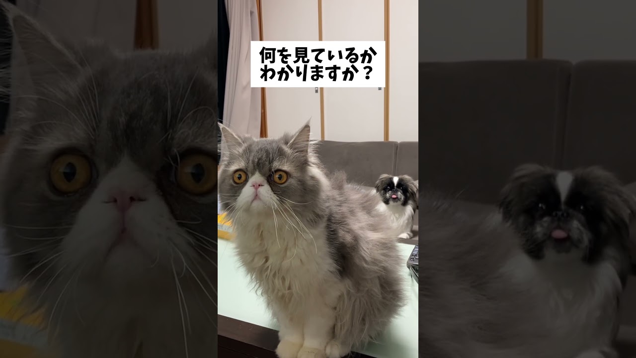 何かに夢中な2匹...