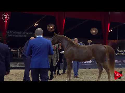N.120 FOREVER CRACKERJACK - Lier 2018 - Junior Geldings Championship (Class 15)