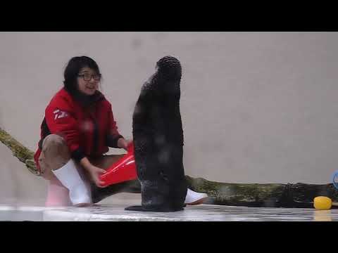 ラッコ:温かい秘密が明らかに