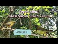 Suara Pikat Sogon Ribut Untuk Sogon Susah Turun