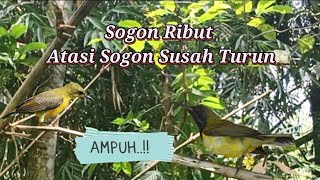 Download lagu Suara Pikat Sogon Ribut Untuk Sogon Susah Turun mp3 Download lagu Suara Pikat Sogon Ribut Untuk Sogon Susah Turun mp3