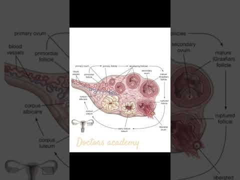 anatomy of ovary