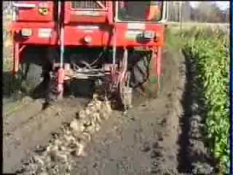 Oude Doos - Vergauwe (K&P) - Bieten Rooien 1998