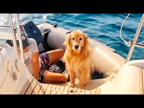 131 | What now, Doggy? - Sailing Around the World