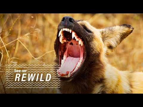 彩繪狼。為什麼恐懼對生態系統如此重要？ (Painted Wolves: Why Is Fear So Important to an Ecosystem)