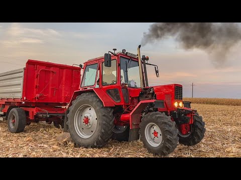 Kukorica aratás | MTZ 82 Turbo + Schwarzmüller + 2x MBP | Claas Mega 204
