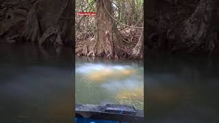 Rowing through the rainforest! Indian River Rowboat in Dominica #carribean #cruise #travel